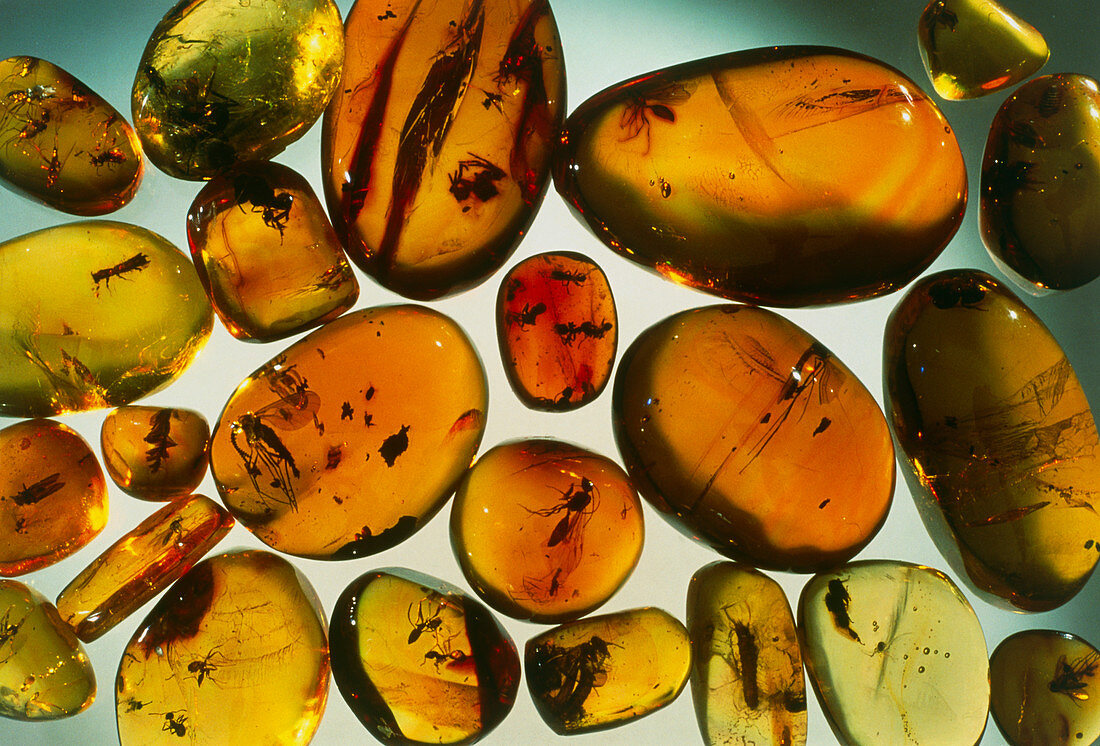 Pieces of amber containing fossilized insects