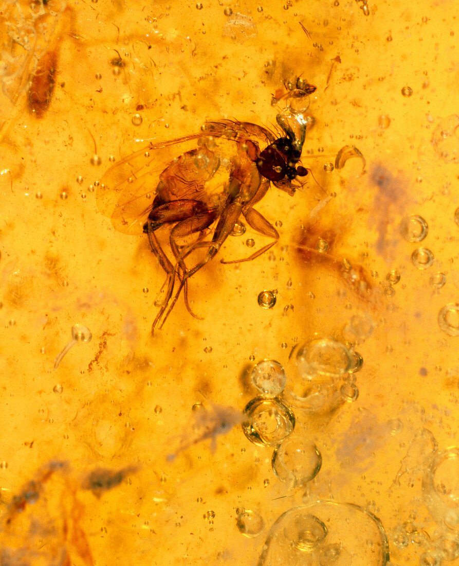 View of a fly fossilised in amber