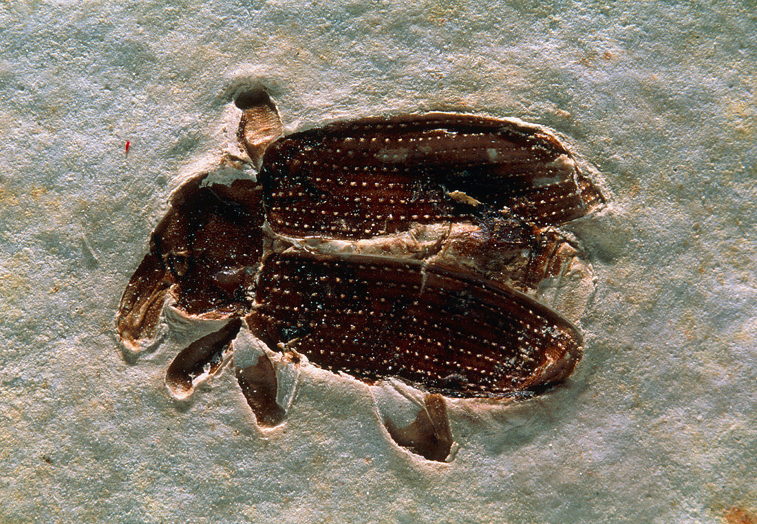 Fossil of an unidentified weevil