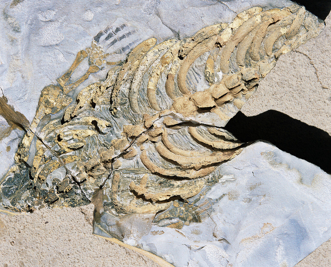 Permian aquatic reptile fossil