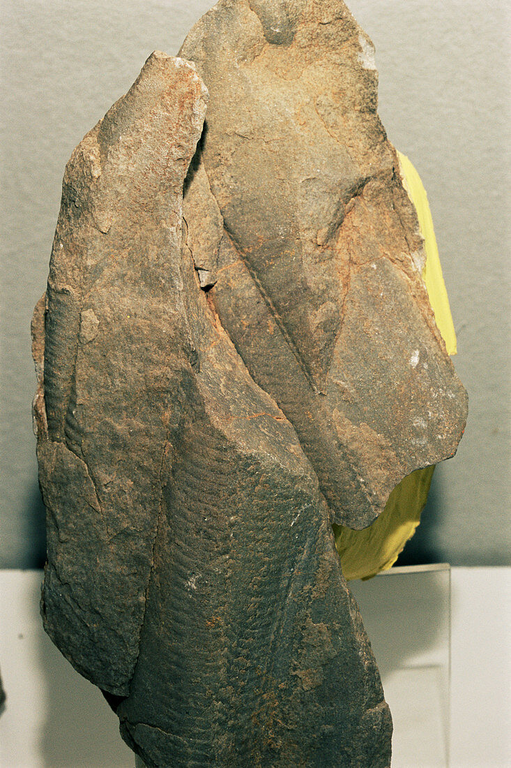 Pteridinium fossil