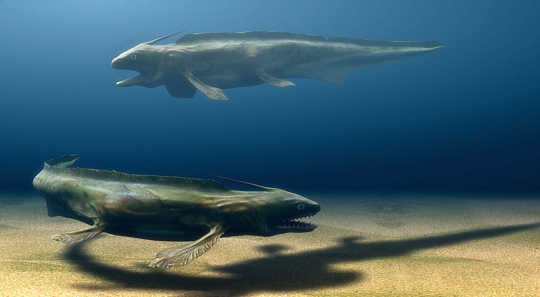 Xenacanthus sharks