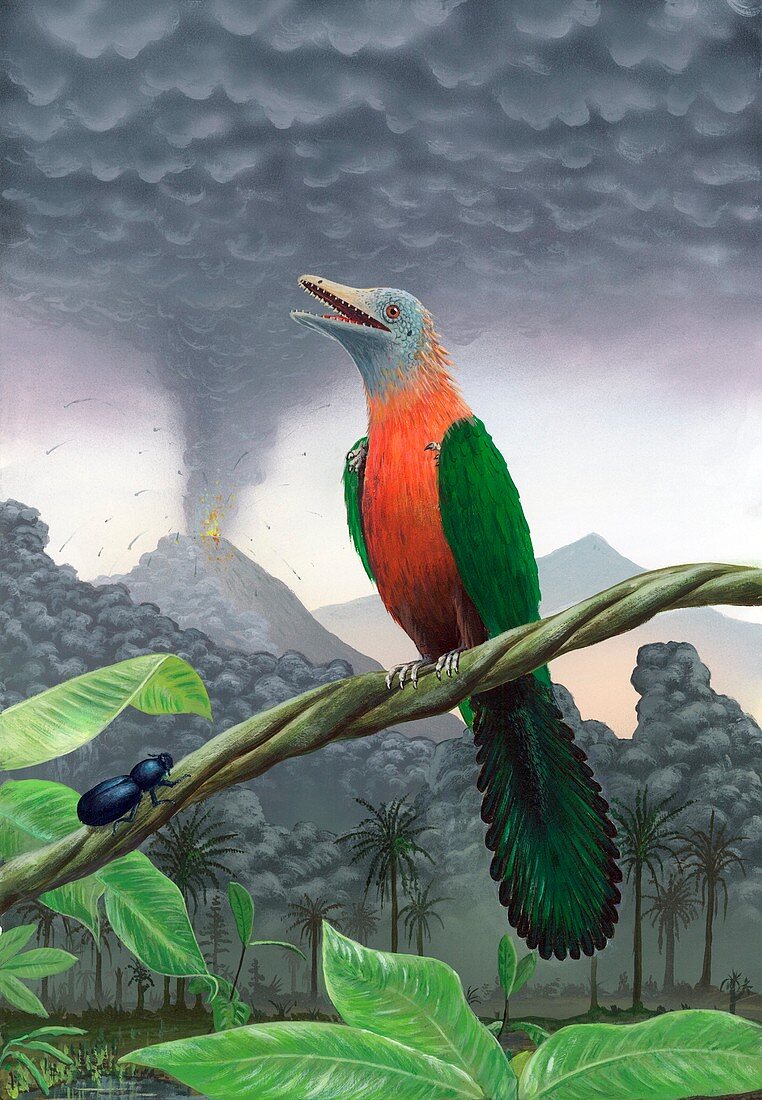 Cretaceous bird,artwork