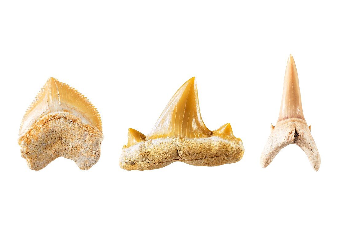 Fossil shark teeth