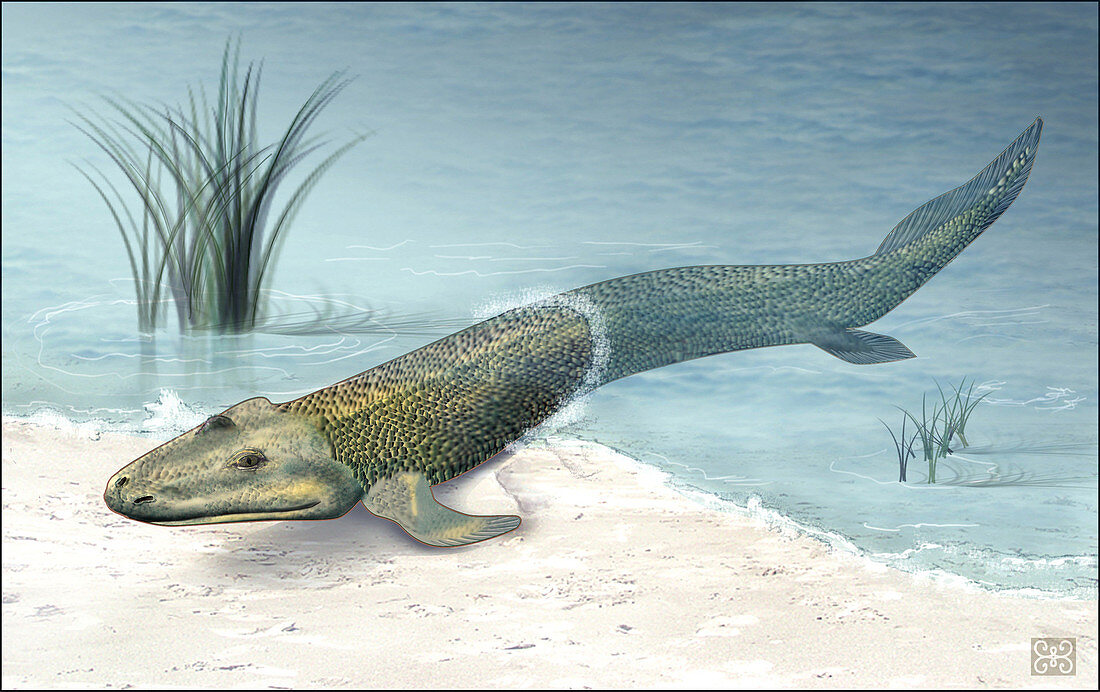 Tiktaalik prehistoric fish,artwork