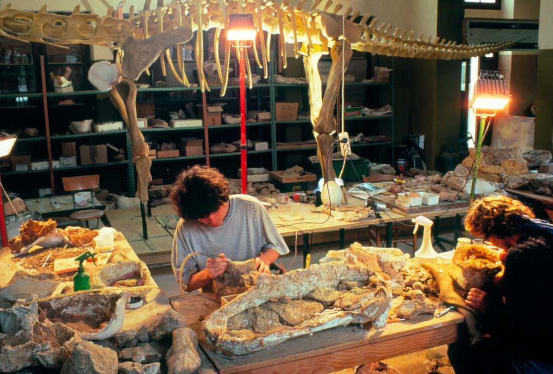 Paleontologists with fossil bone in laboratory