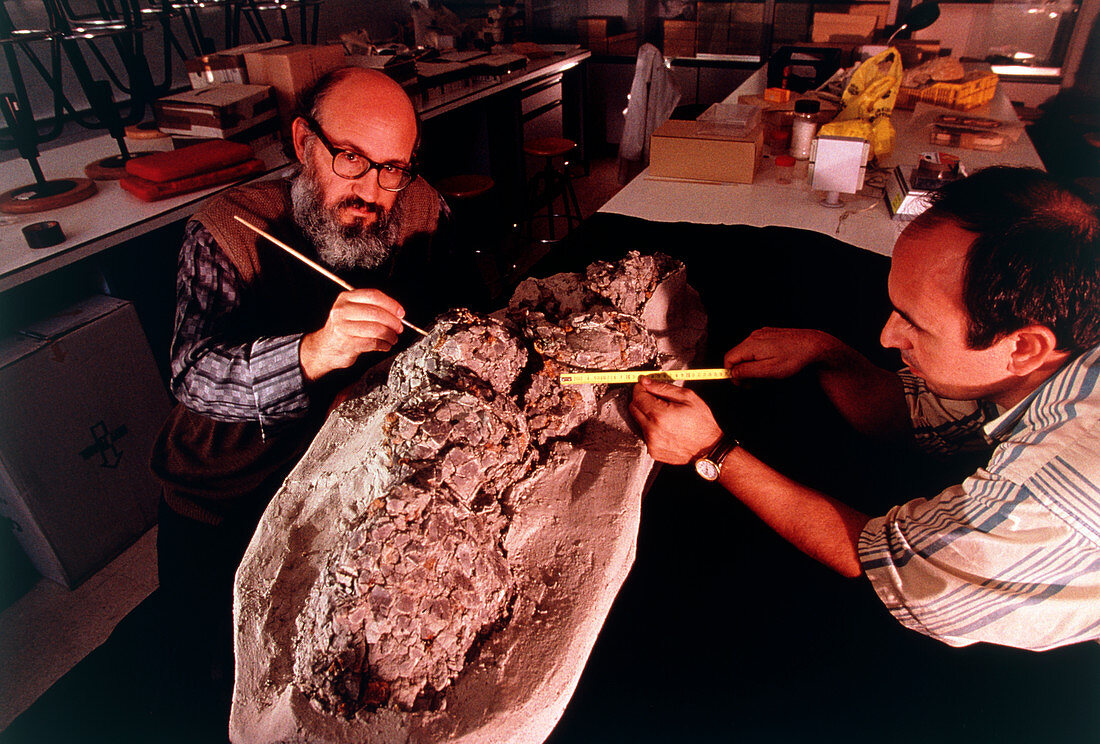 Palaeontologists measure fossil eggs of dinosaurs