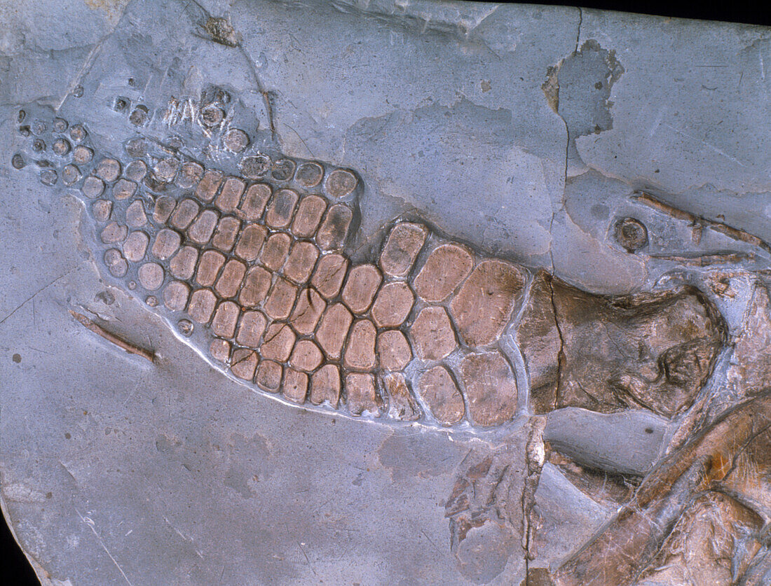 Fossilised paddle of an ichthyosaur