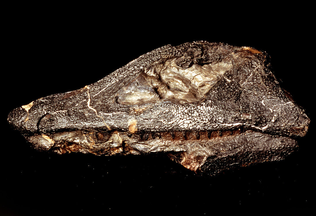 Fossil skull of a Megalocephalus dinosaur