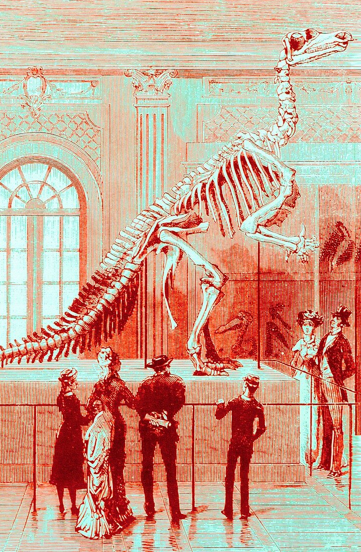 Coloured engraving of an Iguanodon museum exhibit