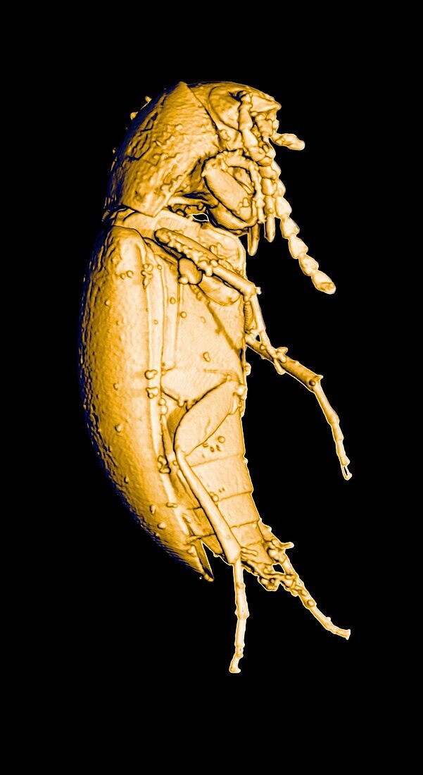 Prehistoric beetle,3-D CT scan