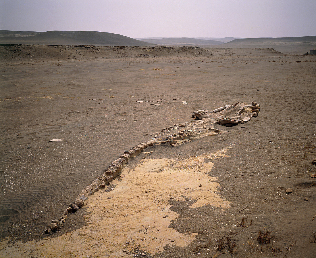 Fossilized skeleton of 9 metre whale,Peru