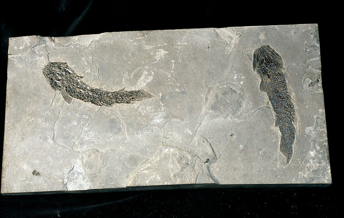 Primitive fossil fish,Osteolepis macrolepidotus