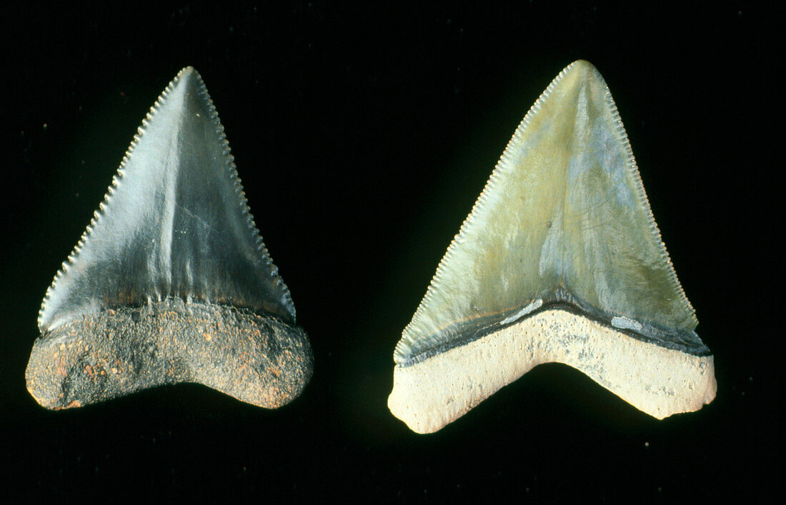 Two fossilised teeth from a great white shark