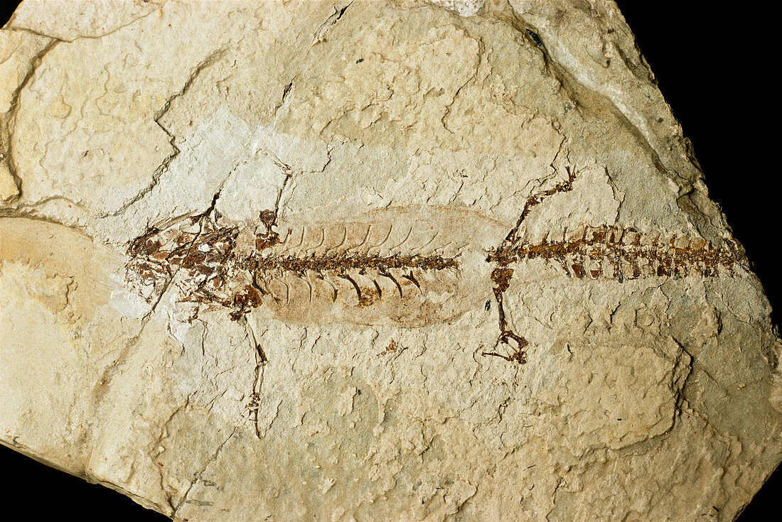 Fossilised salamander skeleton