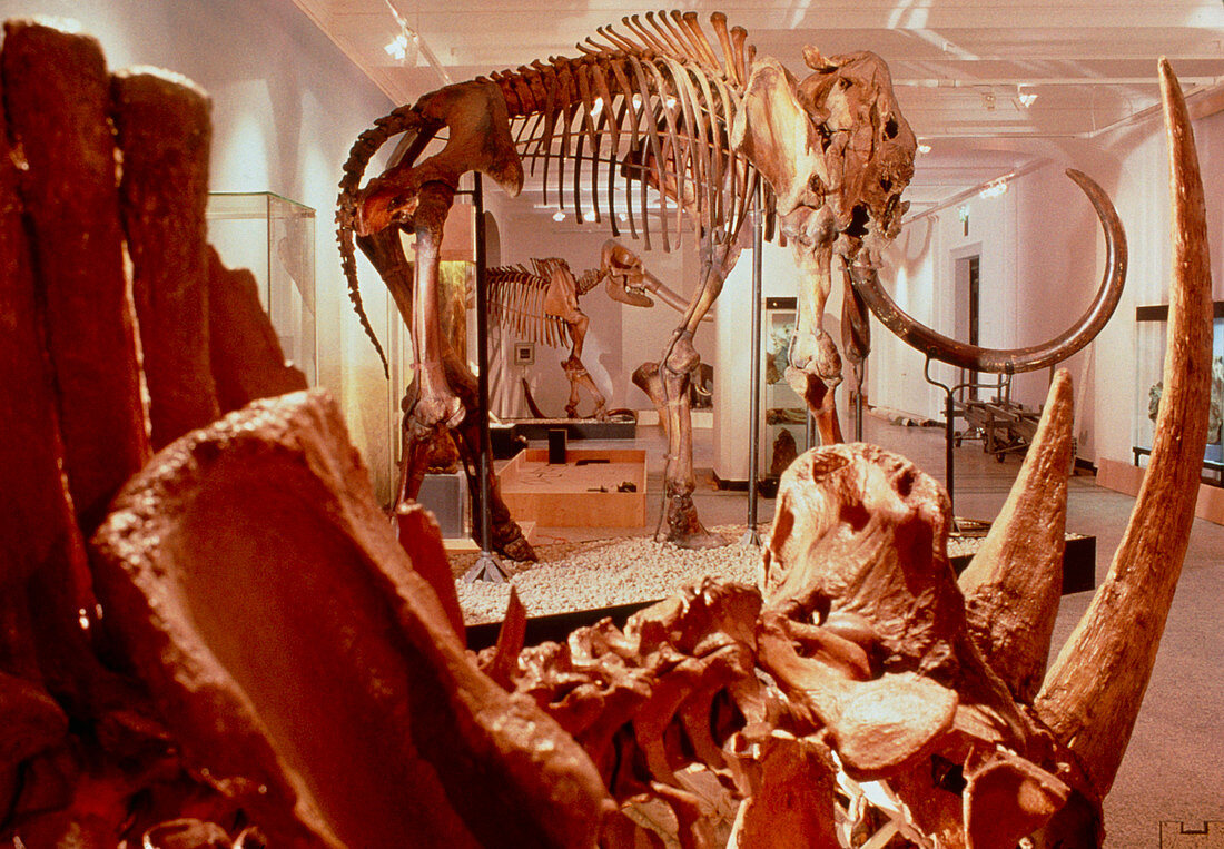 Woolly rhinoceros skeleton and woolly mammoth