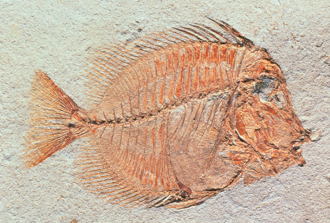 Fossil unicorn fish from Eocene period