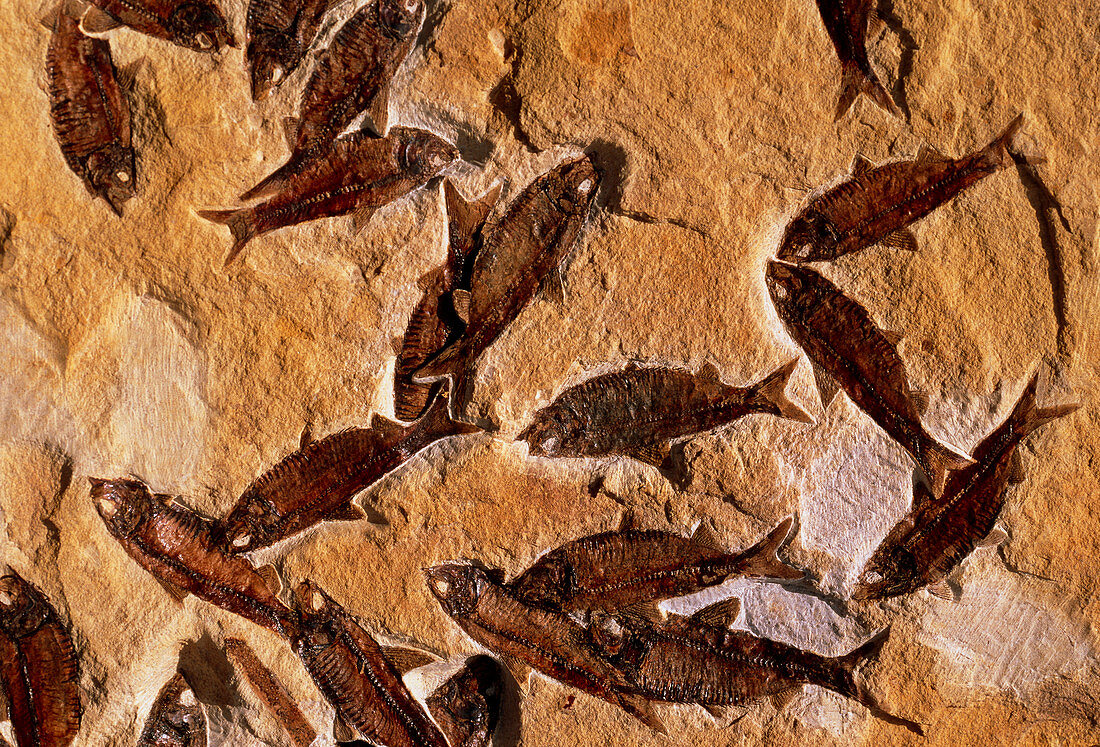 Shoal of fossilised fish,Knightia alta