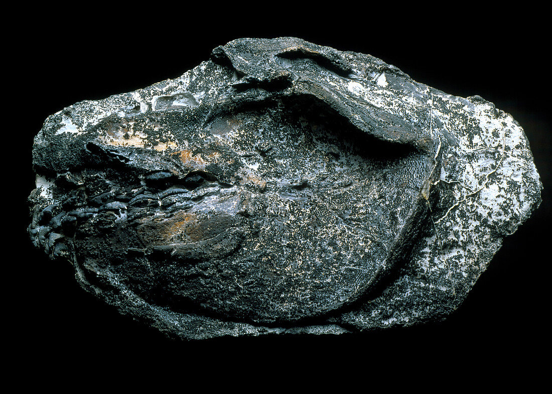 Shark's head fossil