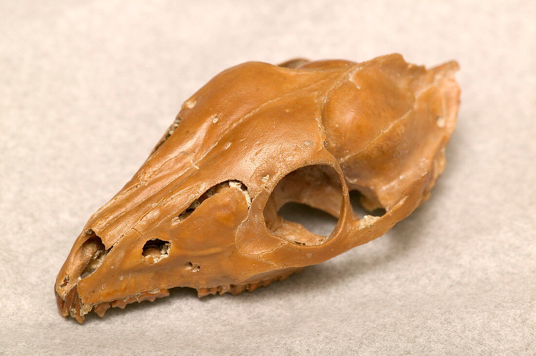 Fossil criotherium skull