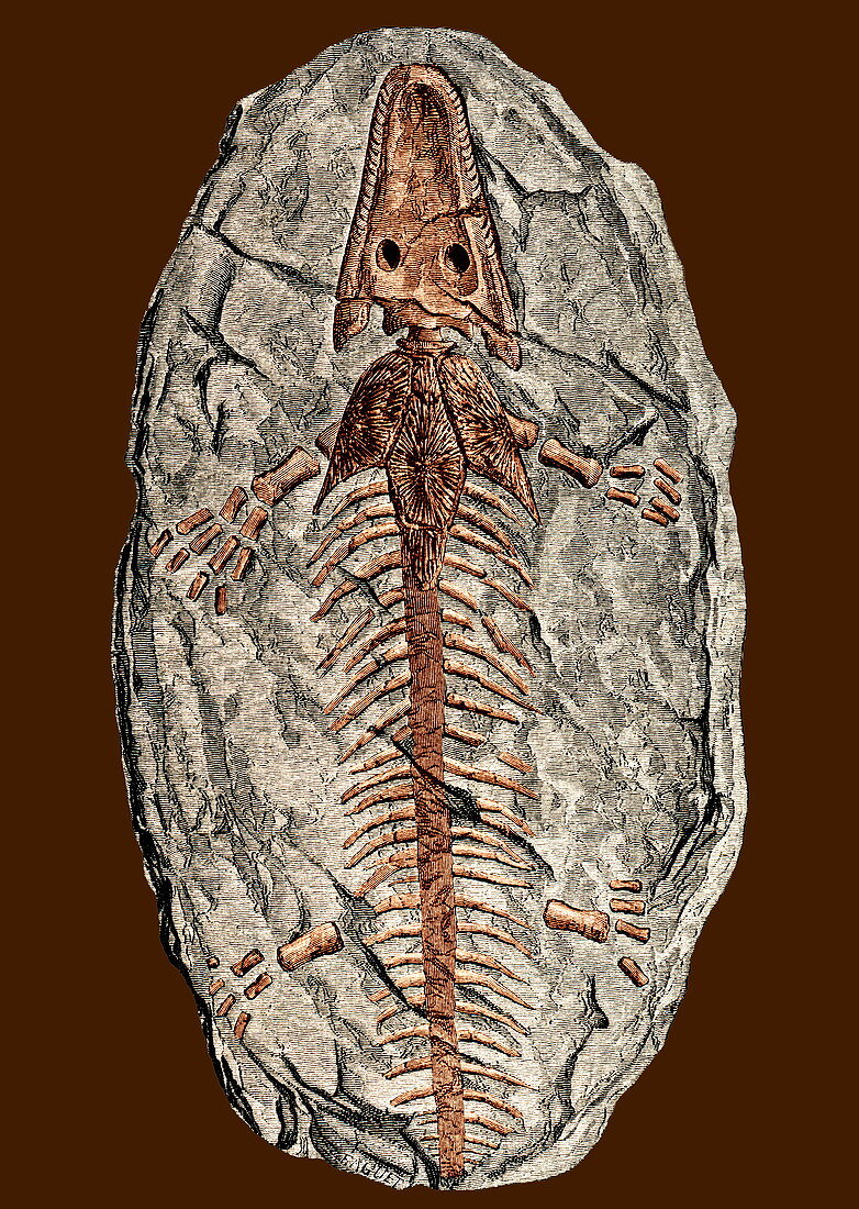 Archegosaurus decheni,amphibian fossil