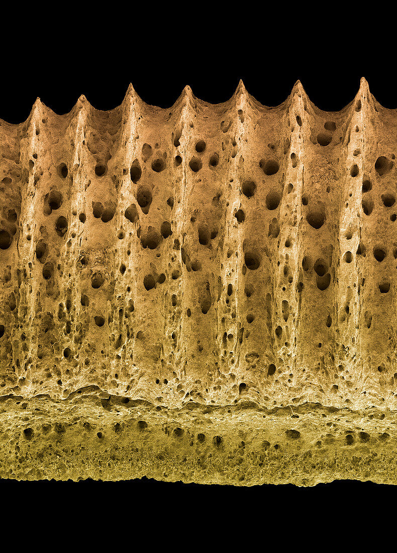 Fossilised ray tooth plate,SEM