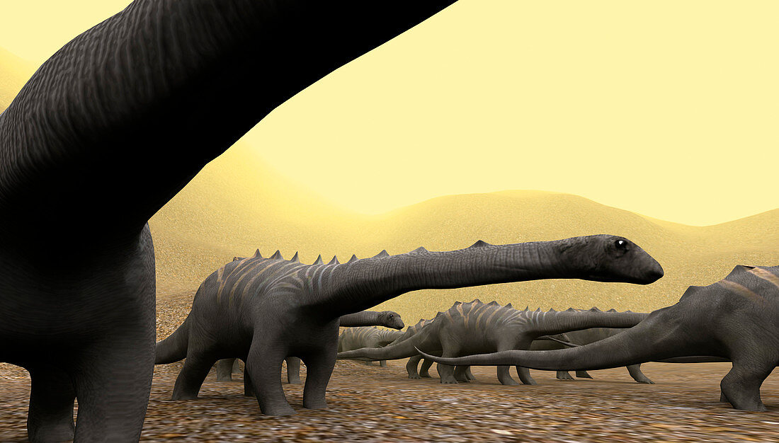 Diplodocus dinosaurs