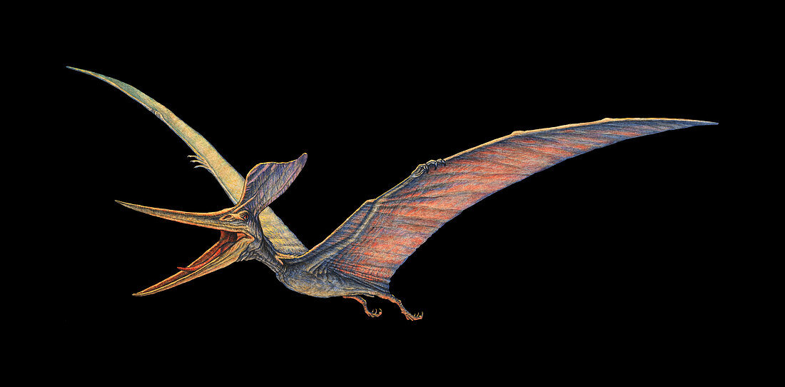 Pteranodon pterosaur