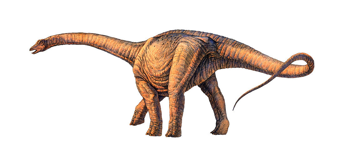 Argentinosaurus dinosaur