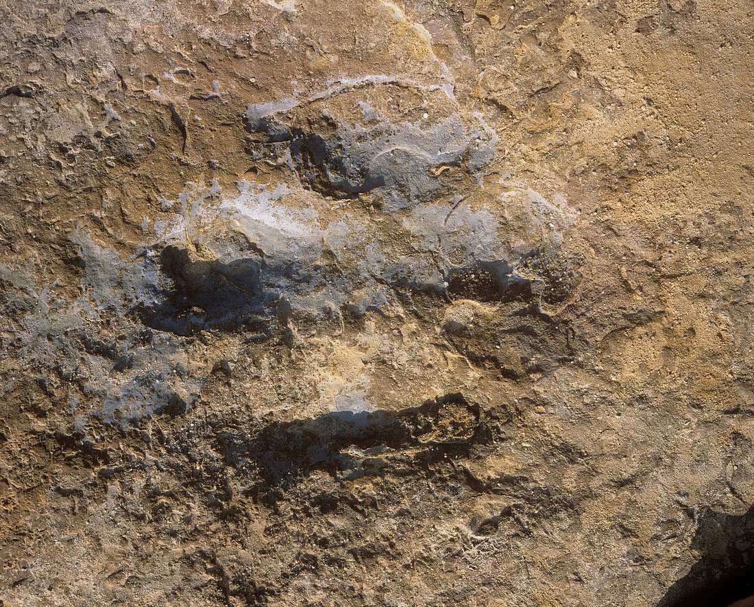 Iguanodontid dinosaur footprint