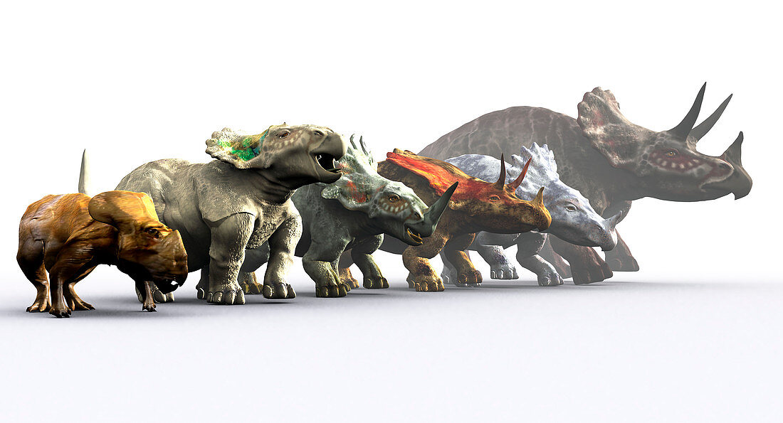 Ceratopsian dinosaurs