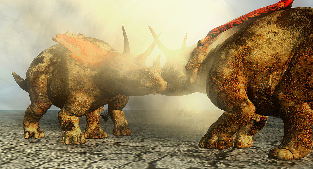 Pentaceratops dinosaurs fighting