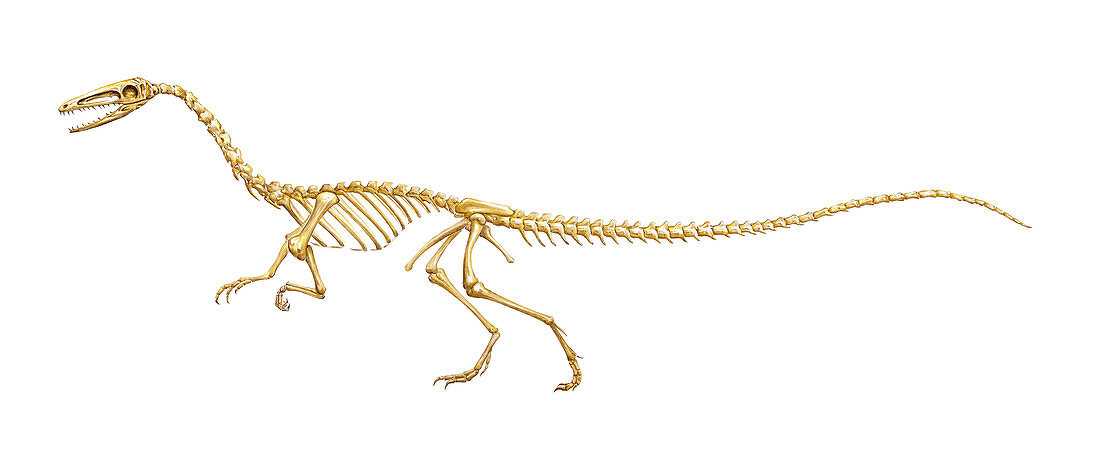 Coelophysis dinosaur skeleton,art