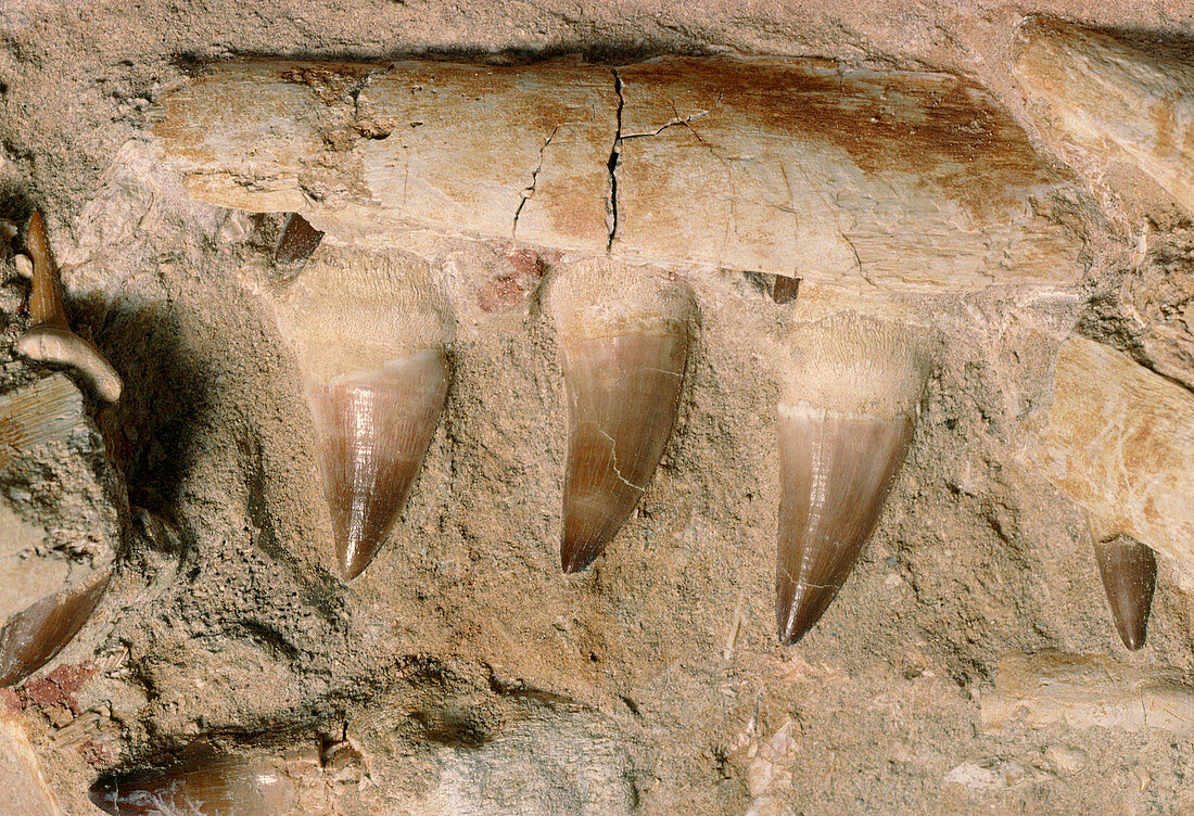 Fossilised mosasaur teeth