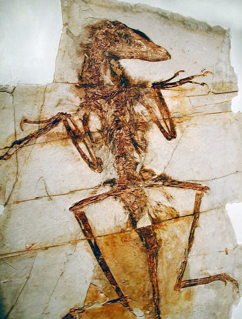Feathered dinosaur fossil
