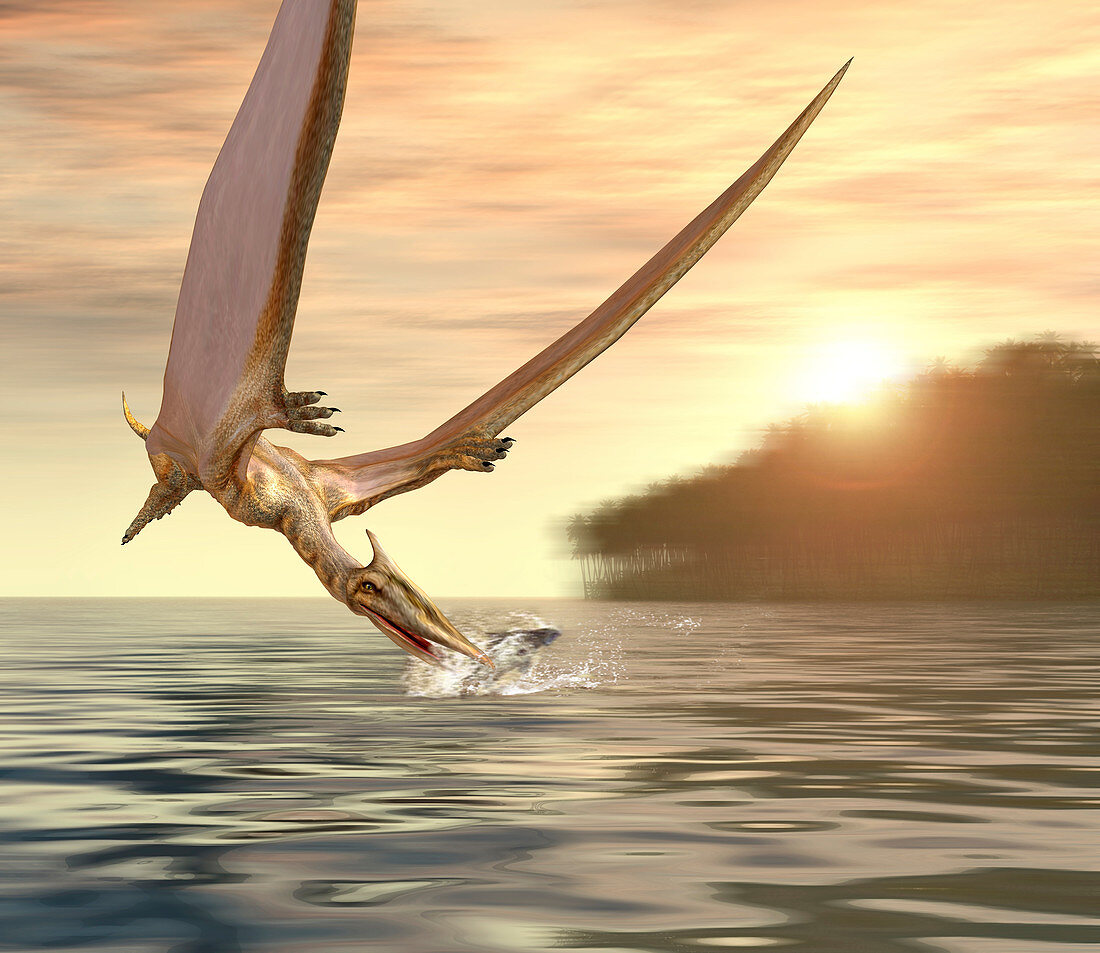 Pterosaur fishing,computer artwork