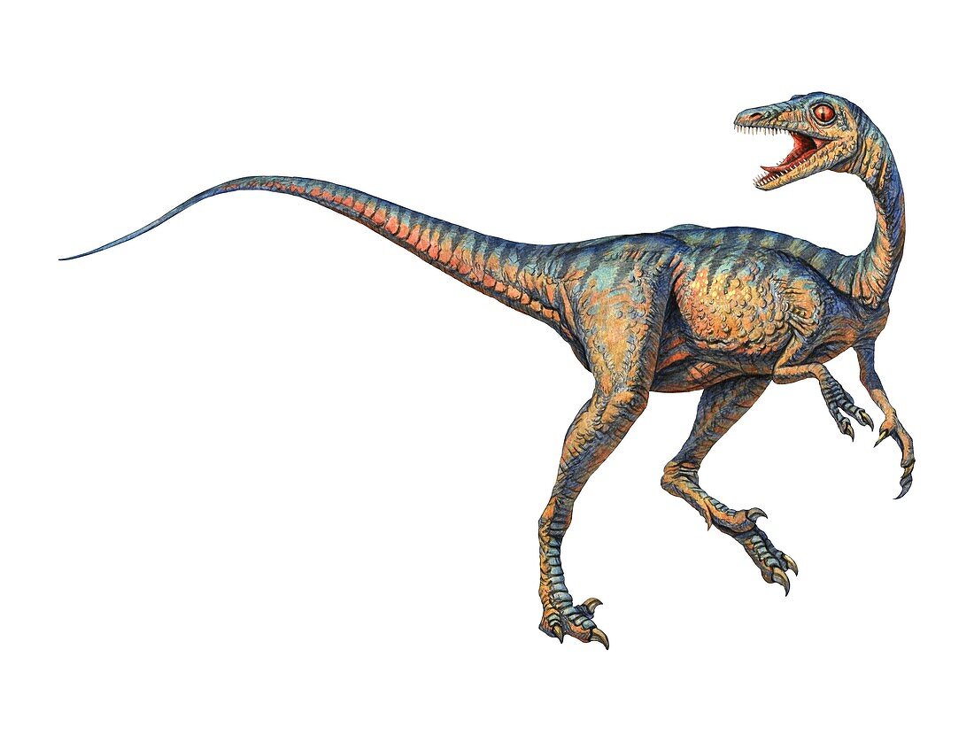 Troodon dinosaur,computer artwork