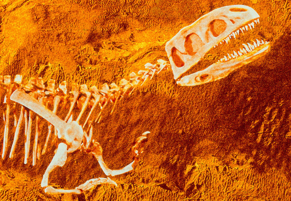 Enhanced image of a Gasosaurus dinosaur fossil