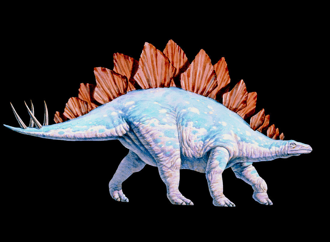 Artwork of Stegosaurus dinosaur,Stegosaurus sp