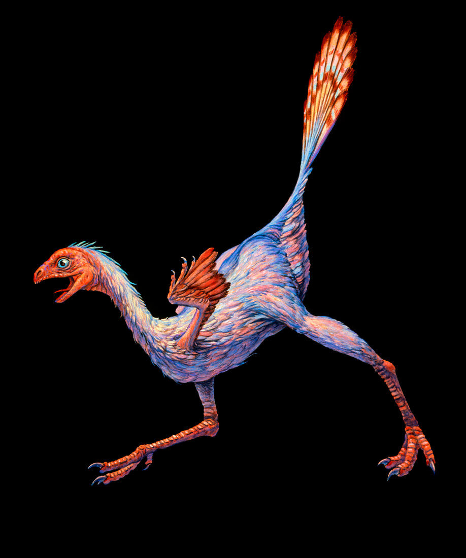 Artwork of Caudipteryx sp.,a bird-like dinosaur