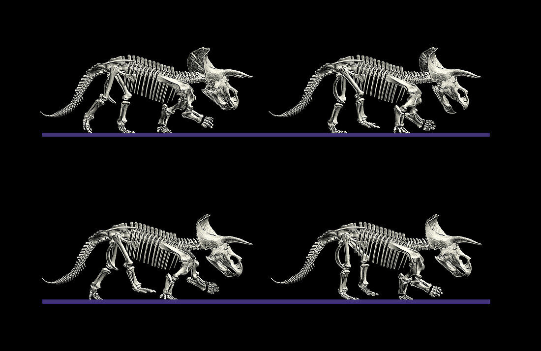 Triceratops dinosaur movement