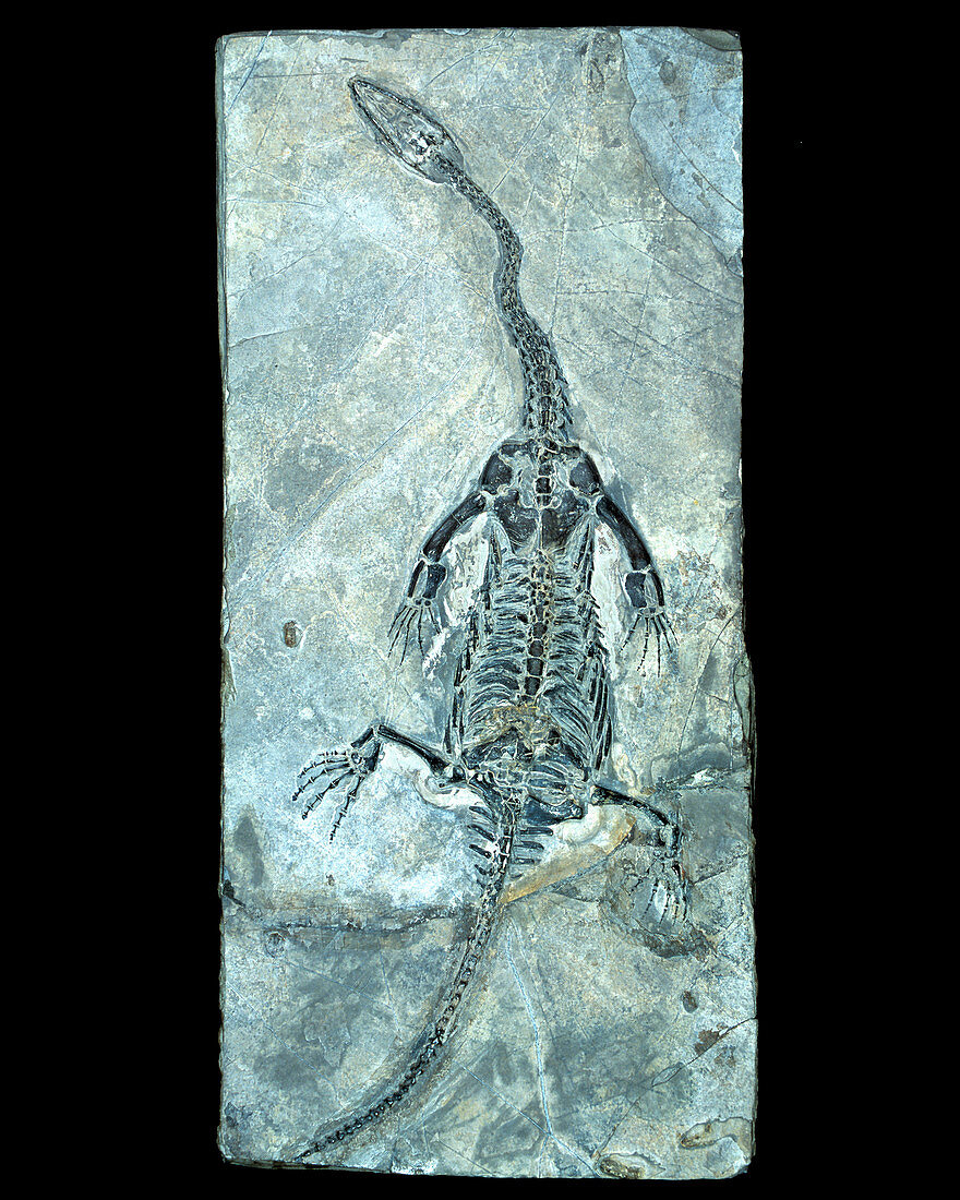 Marine dinosaur fossil