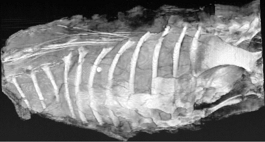Fossilized dinosaur chest,3D CT scan