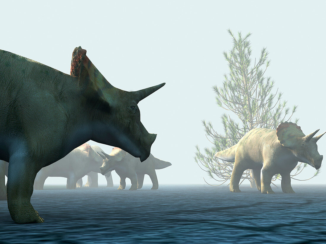 Triceratops dinosaurs