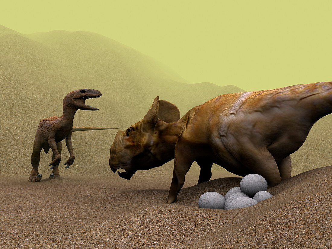 Protoceratops dinosaur defending eggs