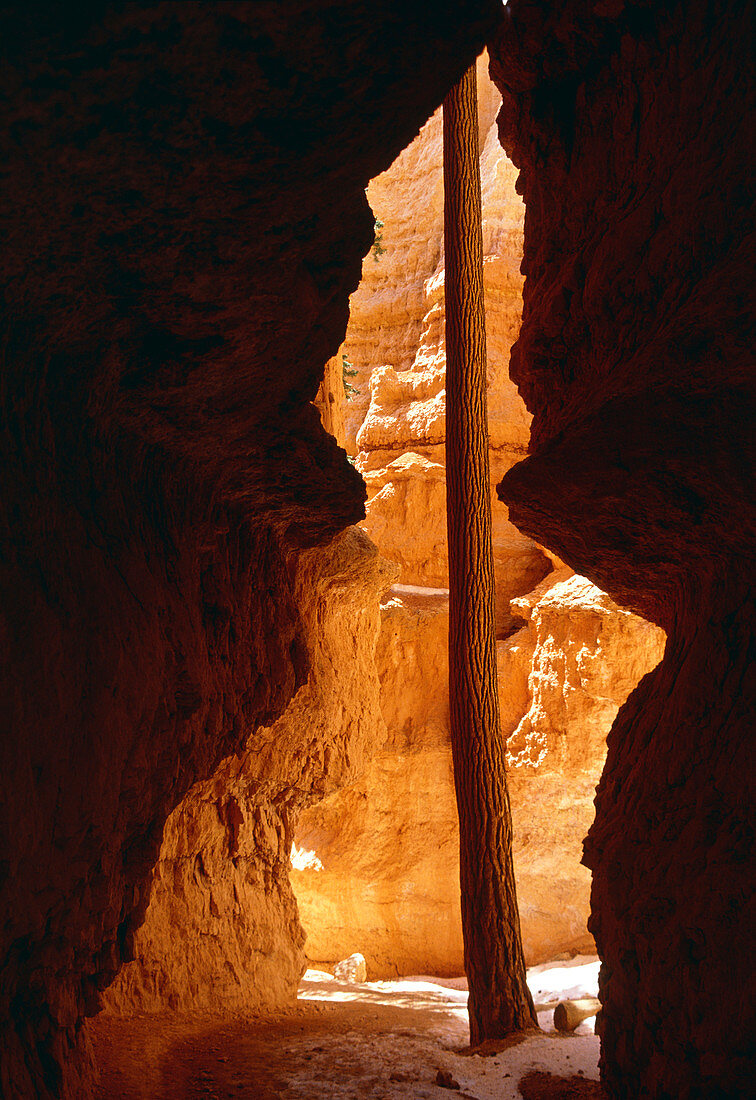 View of Wall Street in Bryce canyon,Utah,USA