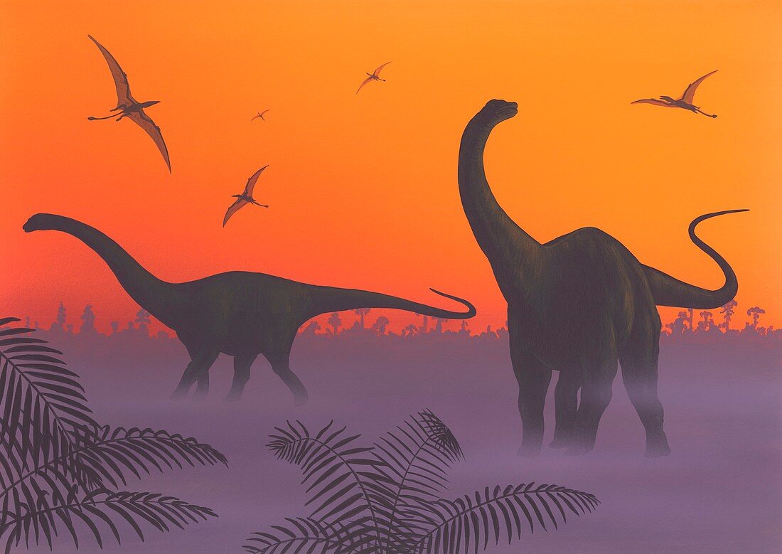 Apatosaur dinosaurs,artwork