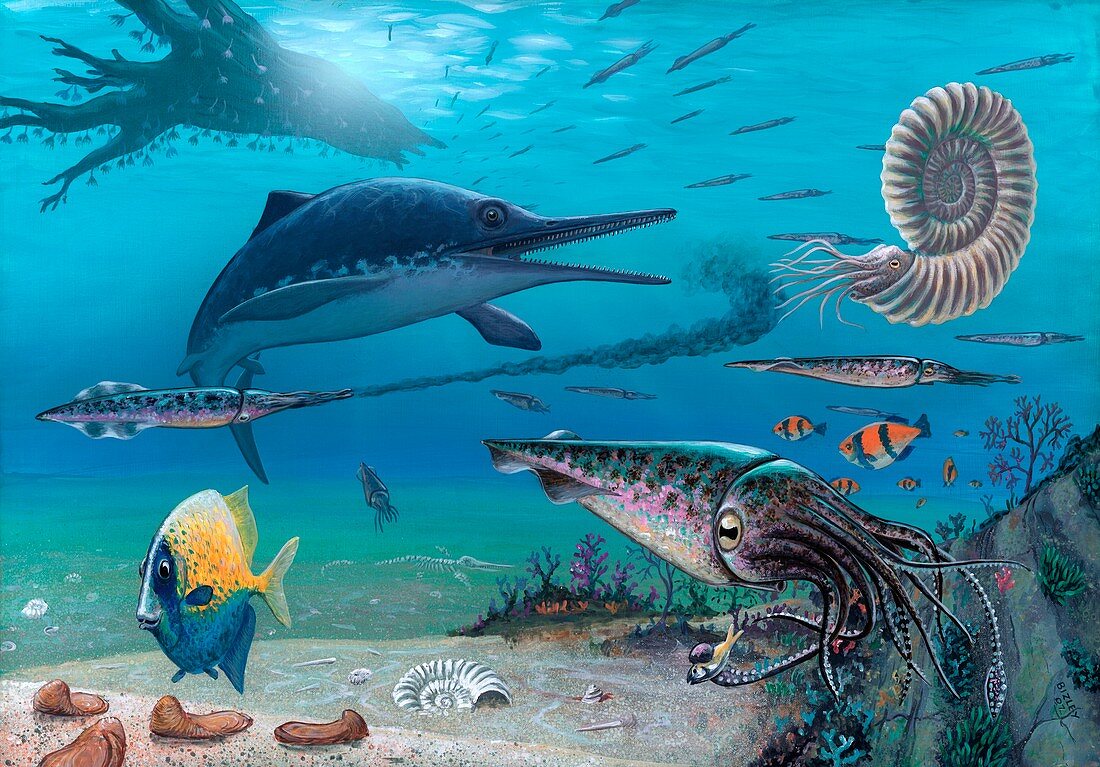 Ichthyosaur and prey,artwork