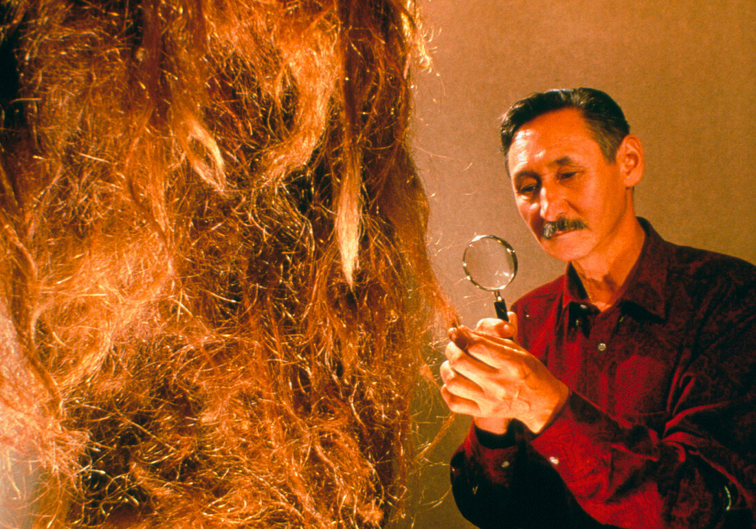 Scientist examines the hair of a woolly mammoth