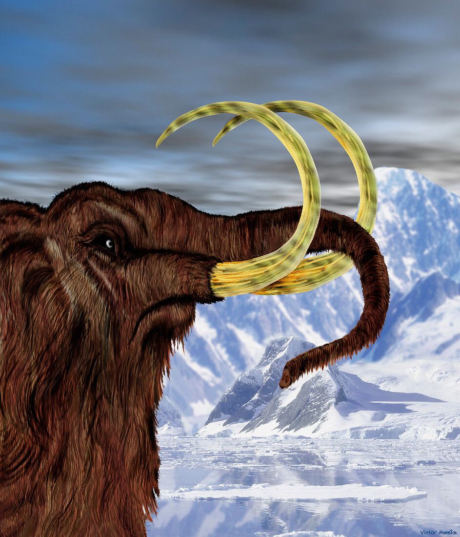 Art of a woolly mammoth